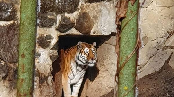 animale gradina zoologica targu mures cerb muntiac kangur benett papagal ara