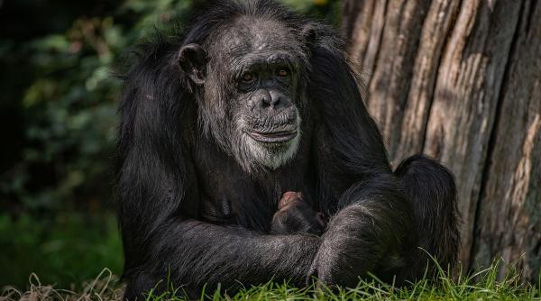 cimpanzeu pericol disparitie nascut gradina zoologica marea britanie