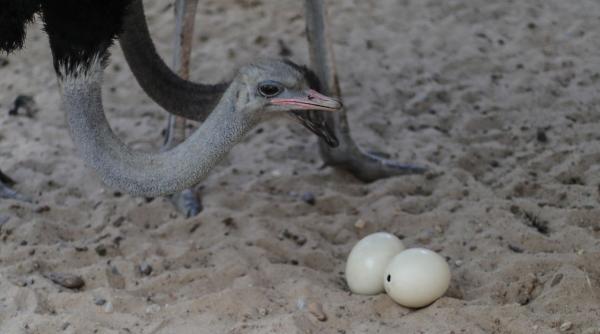 israel oua strut 7500 ani