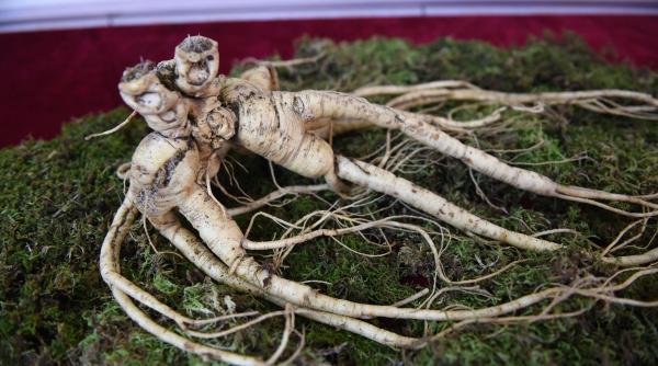 ginseng remediu sanatate beneficii proprietati