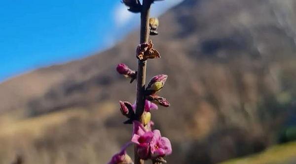 record temperatura ianuarie