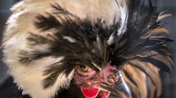 record export alimente lumea araba brazilia