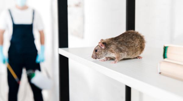 sobolani deratizare dezinsectie bucuresti