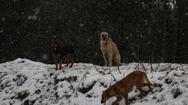 copil atacat sase caini vacanta bunici internat spital
