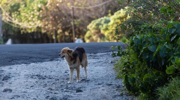 lacul morii aspa bucuresti ciprian ciucu capturare caini