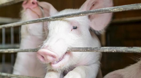 karma porc ucide macelarul urma sacrifice