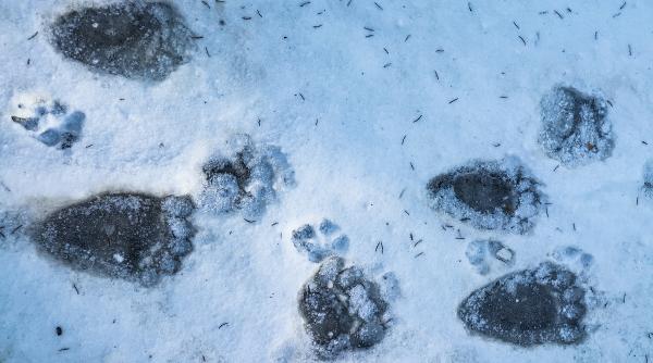 urs brun salvare atac pericol sfaturi