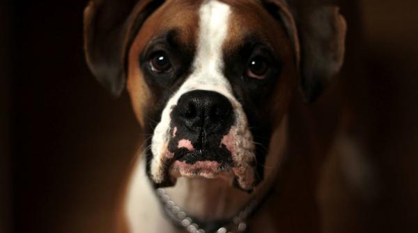 batut cainele cureaua arestat schingiuire animale