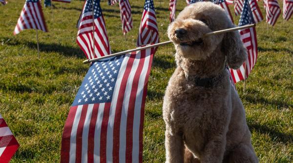 batalie documente clasificate gasite biden trump alegatori sua