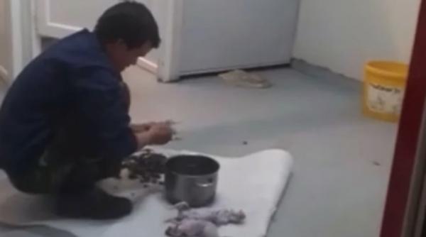 imagini socante vietnamez cluj surprins jupuind sobolani pentru mancare