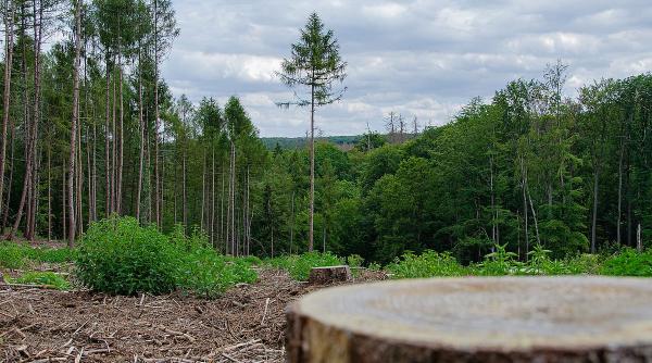 paduri supraveghere control monitorizare sistem informatic