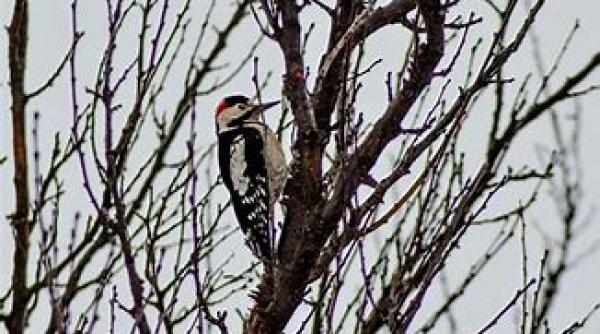 ciocanitoare casa ghinde rezerva perete pagube
