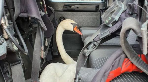 lebada inghetata salvata pompieri