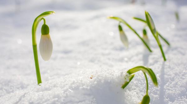 prognoza anm cald primavara