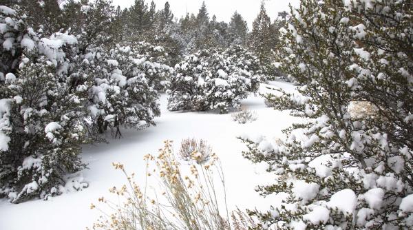 ninsori abundente romania cod portocaliu