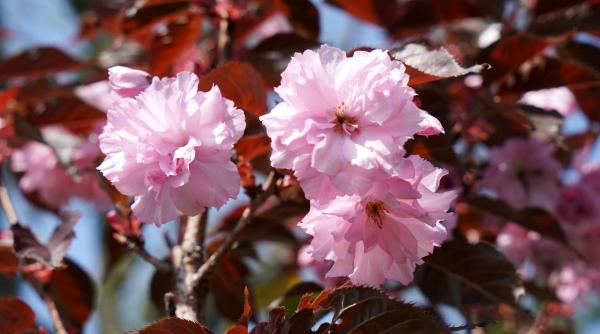 prognoza meteo 13 martie 10 aprilie 2023