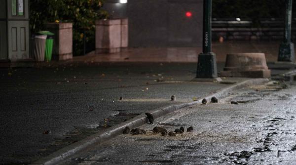 sobolani new york covid