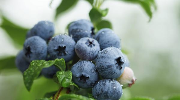 fruct sanatos bogat antioxidanti beneficii cognitive cardiovasculare