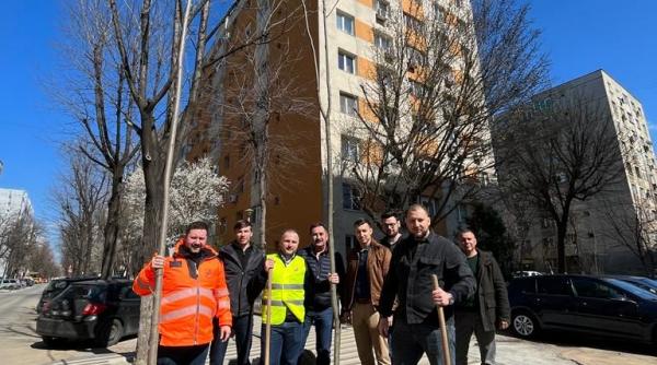 tei platani stejari plantati sectorul 5 rares hopinca