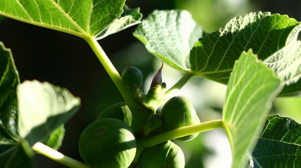 cum cresti smochin ghid complet ingrijire