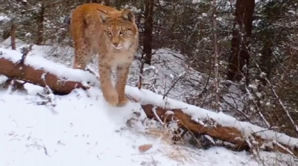 cea mai mare felina europa vazuta muntii fagaras