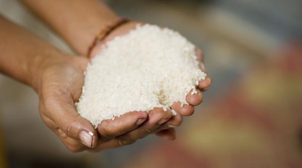 seceta orez criza plantatii