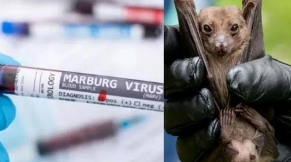 febra hemoragica virus marburg decese