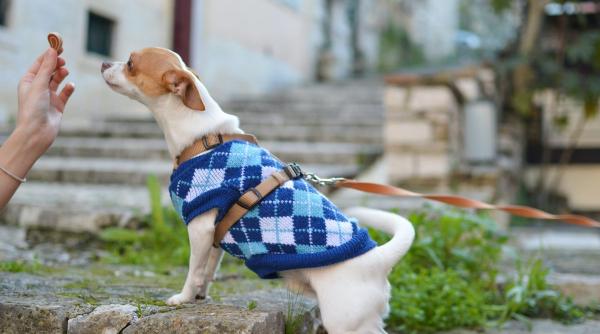 hrana caini nou 2023