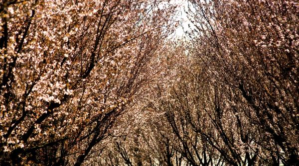 vremea florii paste prognoza aprilie 2023