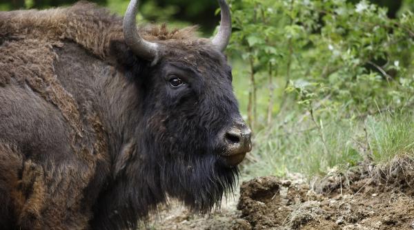 zimbru muntii fagaras repopulare