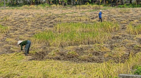 lucratorii filipinezi cautati agricultura cat castiga