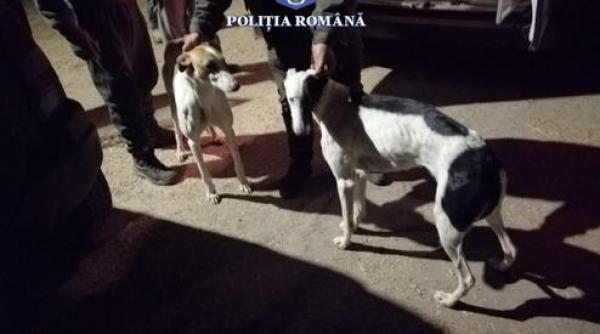 descinderi caini ogari braconaj