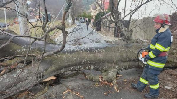 transalpina blocata stanca copac cazut drum spre masivul parang