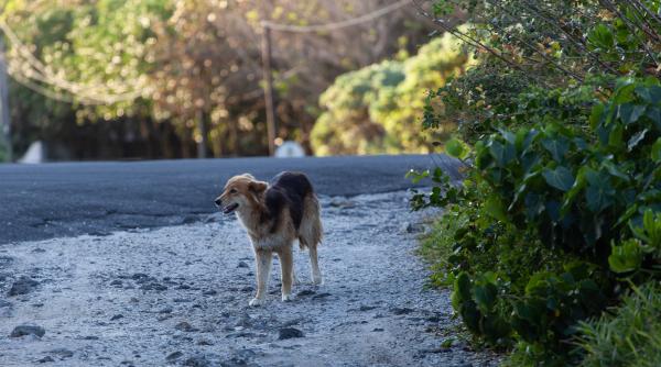 barbat impuscat caine