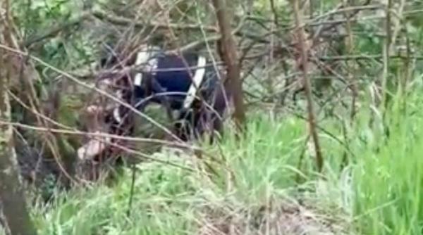 misiune salvare barza tulcea