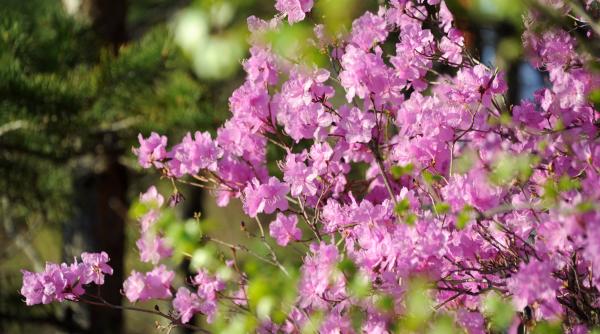 7 plante tin tantarii distanta casa gradina