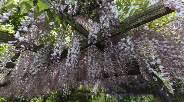 plante invazive distructive casa gradina