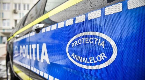 politisti veterinari ajutor animale ranite