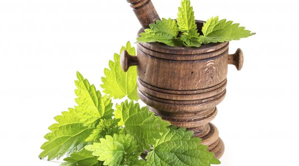 urzica planta medicinala retete beneficii sanatate
