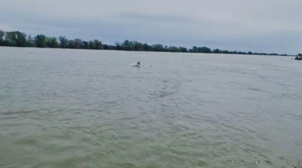 imagini virale delta dunarii delfini sulina