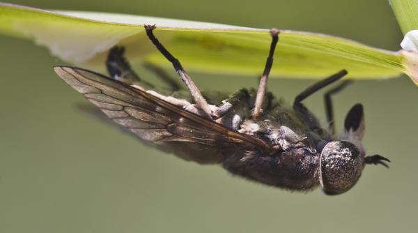 metoda tinut mustele departe casa