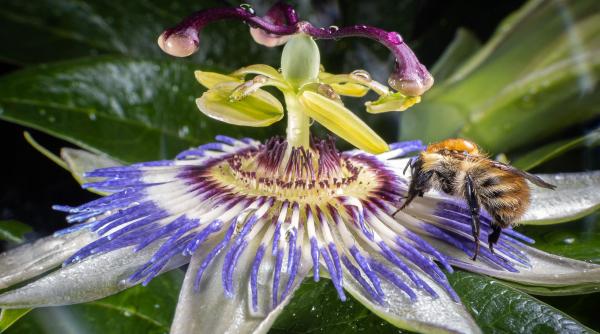 passiflora patimi hristos floarea pasiunii stres anxietate
