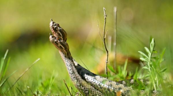 sfaturi salvamont romania serpi muscatura vipera