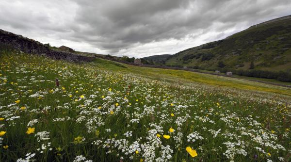 9 flori perene plantate luna mai
