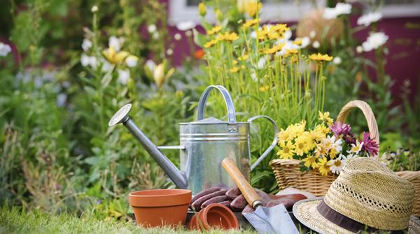 beneficii apa de orez pentru plante