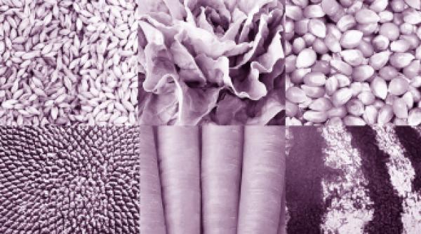 bienala arhitectura venetia acum aici acolo