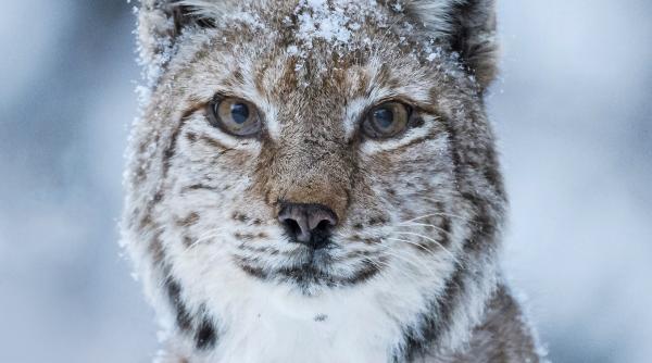 prima editie lynx festival film documentar