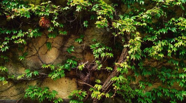 7 plante invazive pe care sa le tii departe de gradina ta