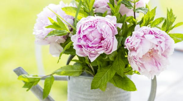 bujori sau trandafiri asemanari deosebiri