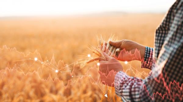 grau culturi randament optim recolte